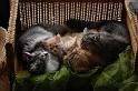 große Katzenwäsche